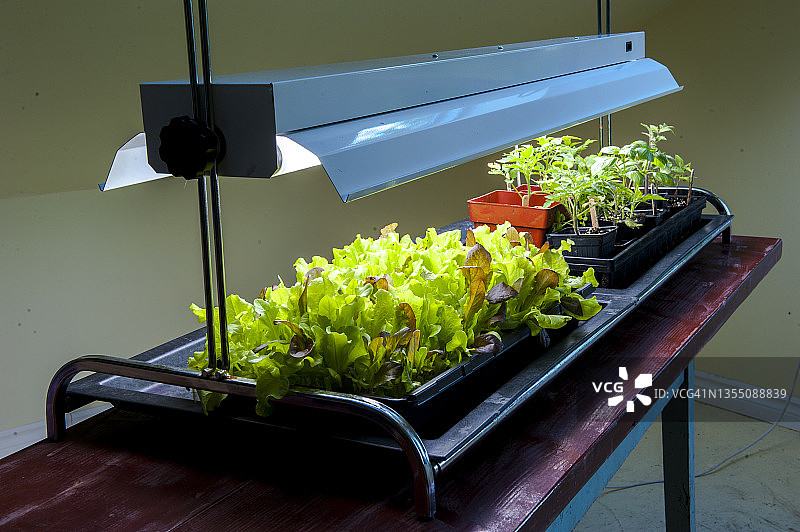 在室内桌子上人工光照下生长的莴苣，加拿大新斯科舍省哈利法克斯图片素材