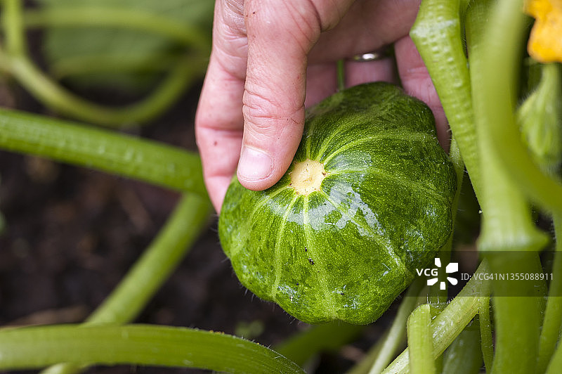 园丁触摸夏季南瓜的手，加拿大新斯科舍省哈利法克斯图片素材
