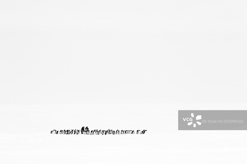 冰盖上的一群企鹅图片素材