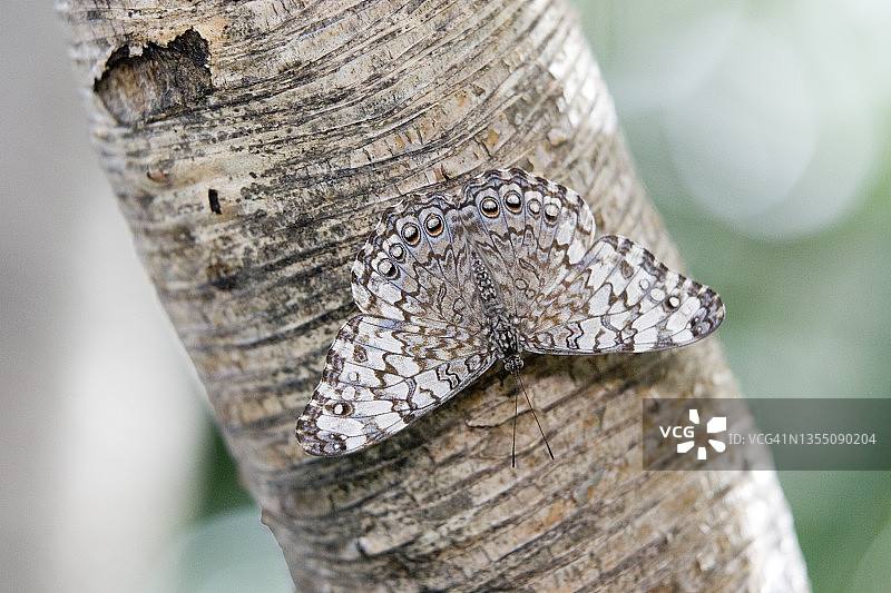 雌性蓝凤蝶，尼亚加拉蝴蝶温室图片素材