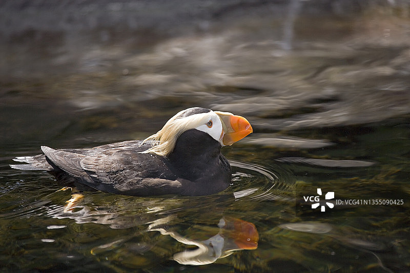 卷羽海鹦：美国俄勒冈州水族馆图片素材