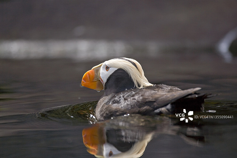 卷羽海鹦：美国俄勒冈州水族馆图片素材