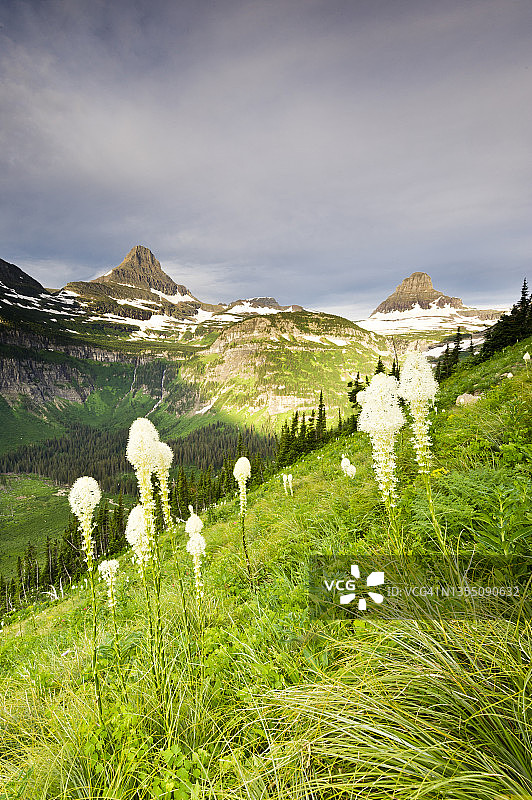 冰川国家公园雷诺兹山和克莱门茨山下的熊草，蒙大拿州图片素材