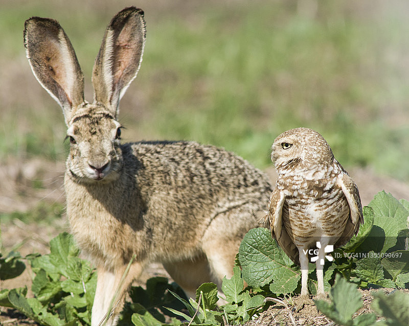 穴鸮和加州野兔图片素材