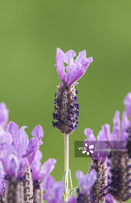 春季绿色背景下的薰衣草图片素材