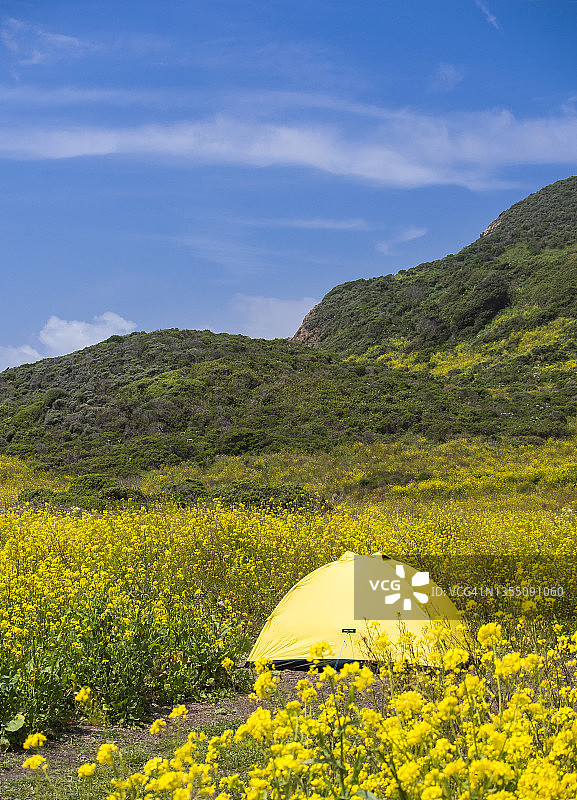 Point Reyes国家海滨野猫露营地图片素材