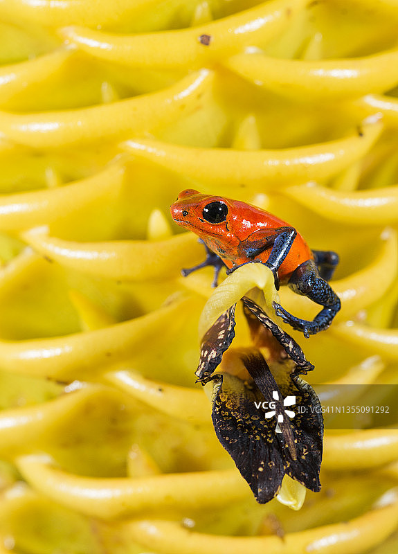 草莓箭毒蛙，哥斯达黎加图片素材