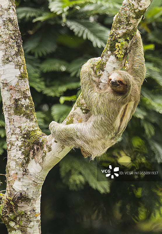 科斯达黎加的树懒图片素材