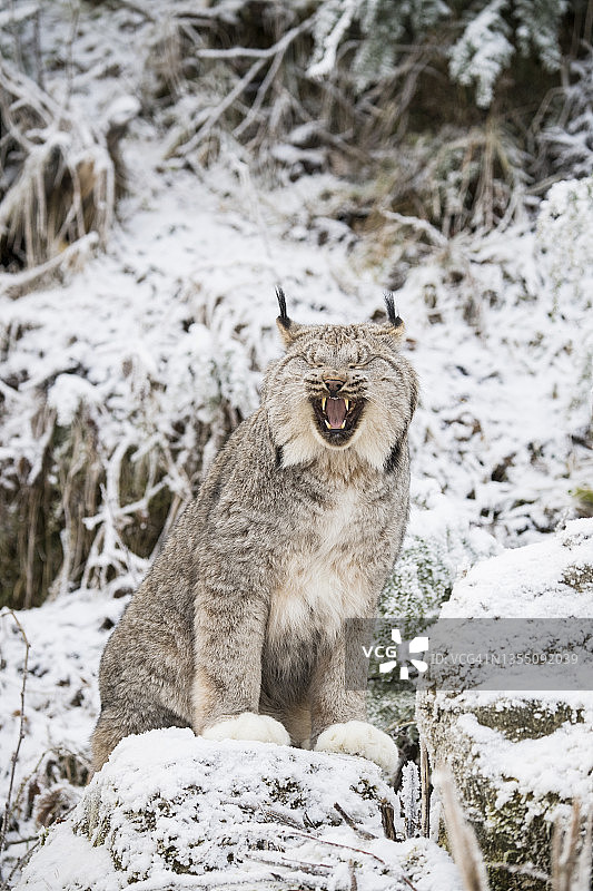 加拿大猞猁坐在雪地上打哈欠的肖像，美国阿拉斯加州海恩斯图片素材