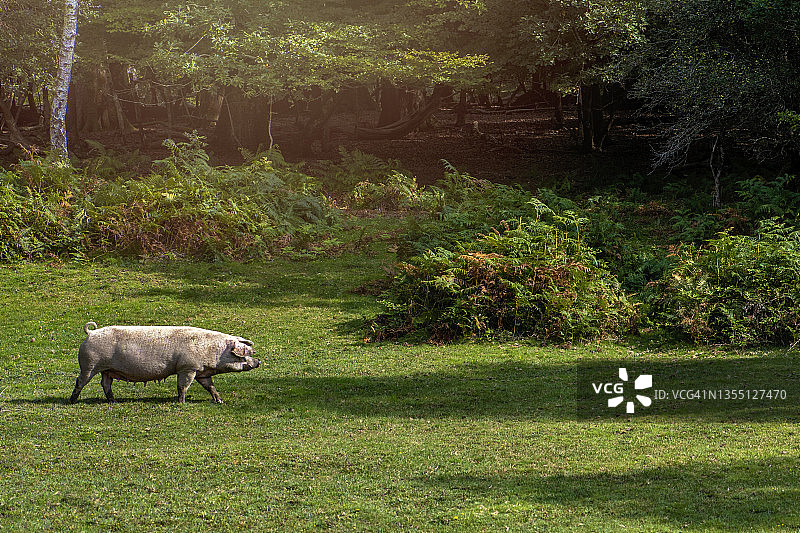 新森林猪在英国汉普郡的森林放养季吃橡子图片素材