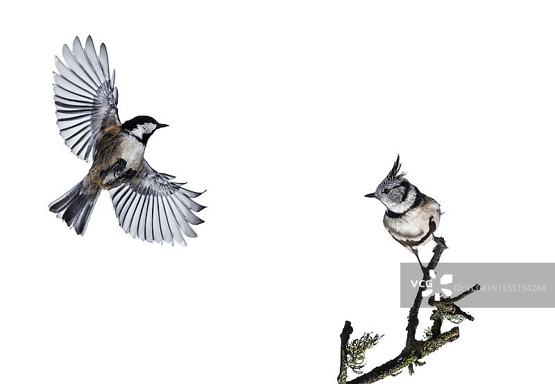 凤头山雀和煤山雀在白色背景上飞行的特写图片素材