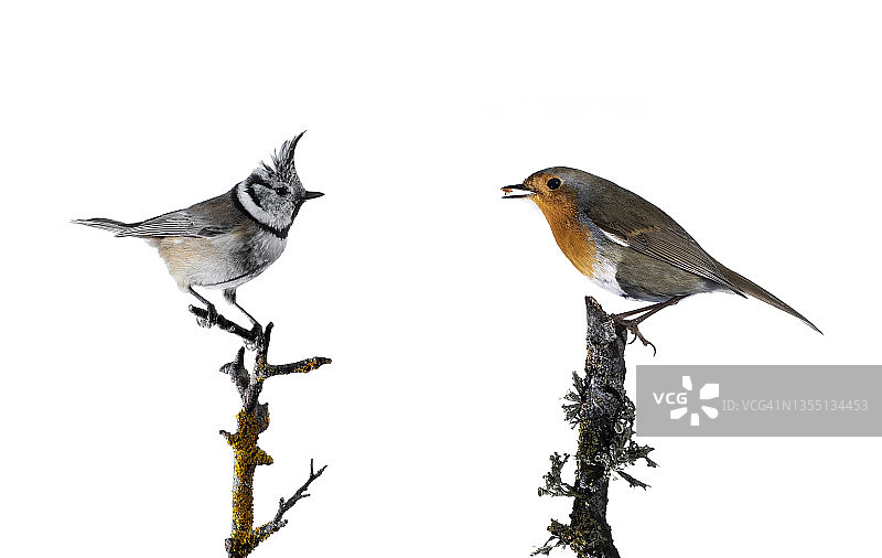 凤头山雀和知更鸟栖息在白色背景的树枝上（特写）图片素材