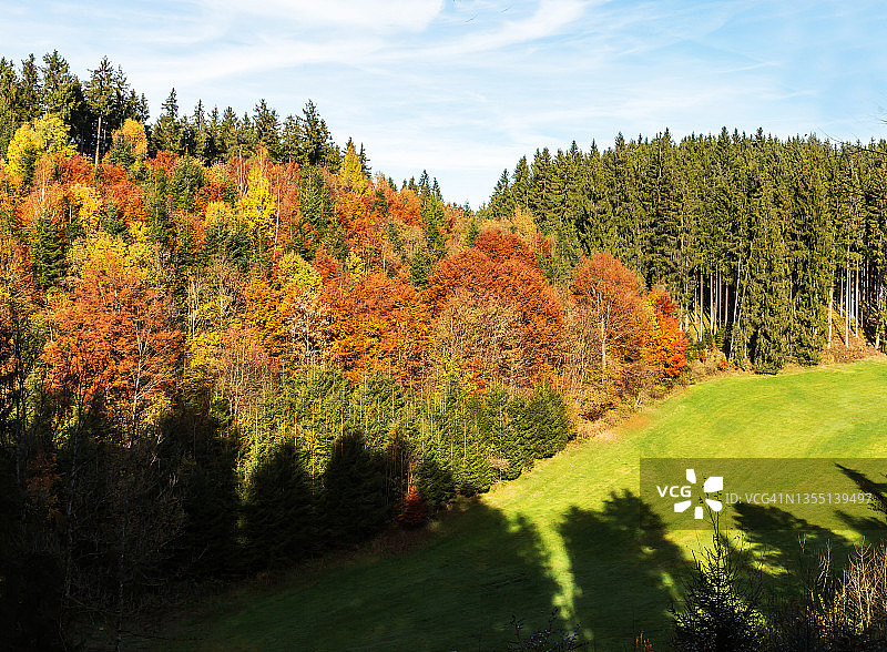 秋天的森林图片素材