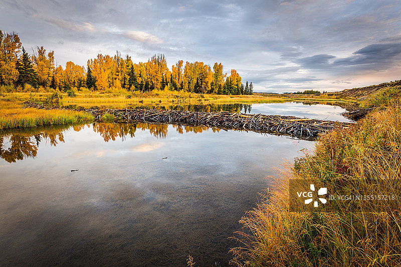 大提顿国家公园的海狸水坝与秋色图片素材
