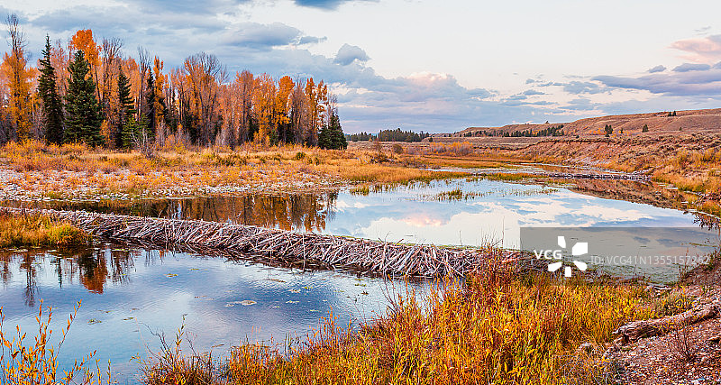 大提顿国家公园的海狸水坝与秋色图片素材