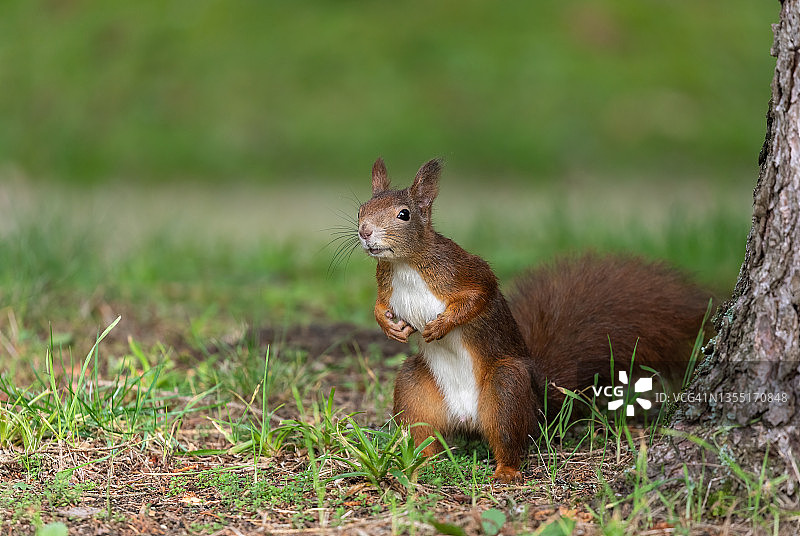 欧亚红松鼠图片素材