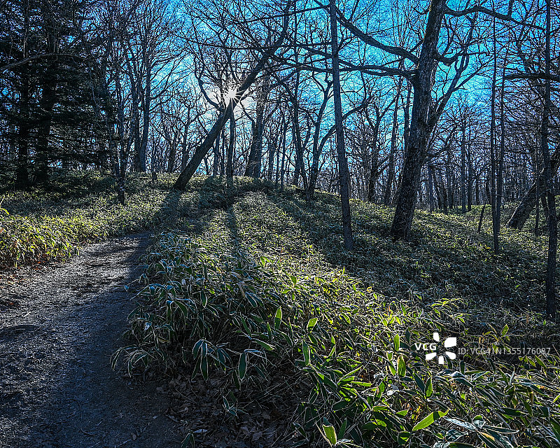 日光小田代原风景图片素材