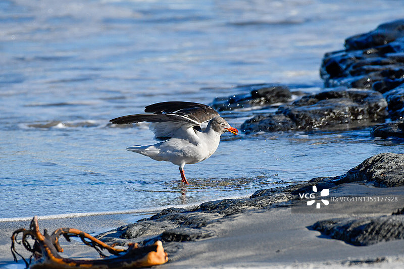 海鸥（学名：Leucophaeus scoresbii）图片素材