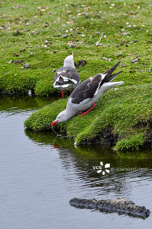 海鸥（学名：Leucophaeus scoresbii）图片素材