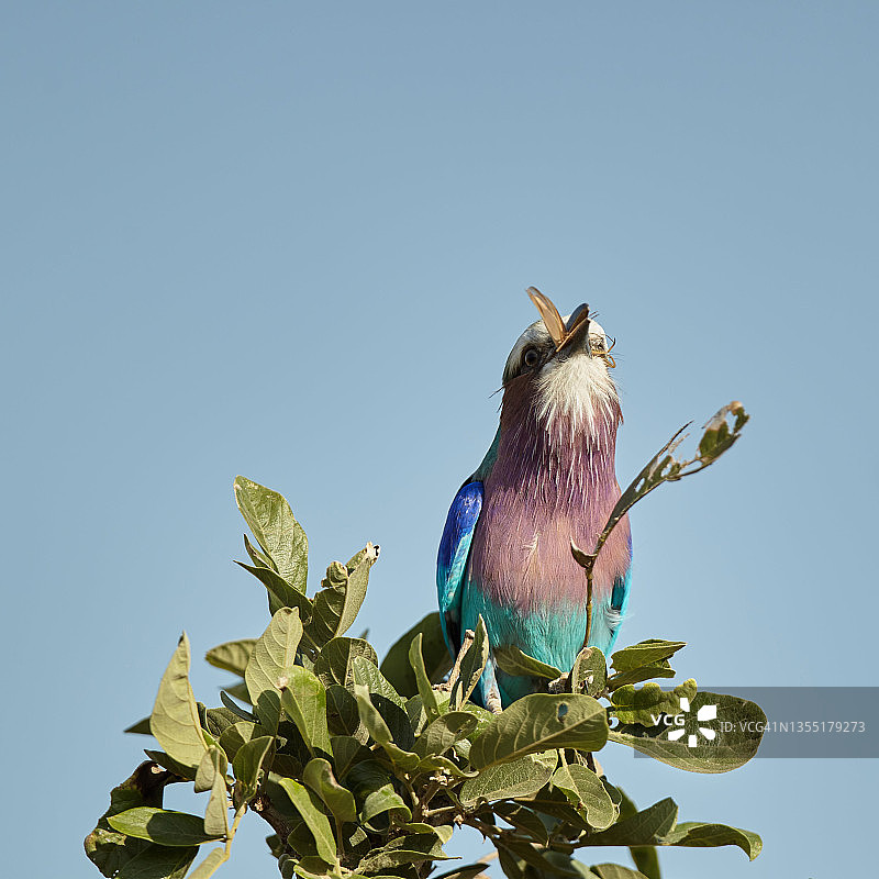 紫胸佛法僧图片素材