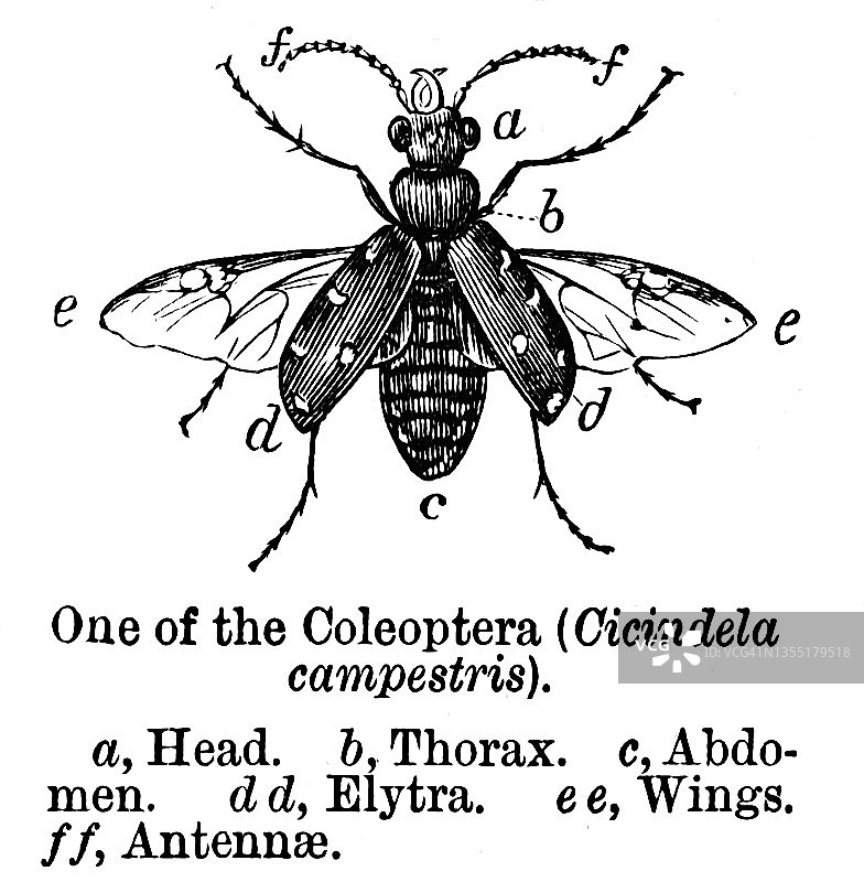 虎甲虫的古老雕刻插图图片素材