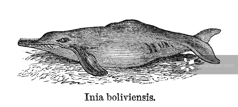 玻利维亚河豚古老雕刻插图图片素材