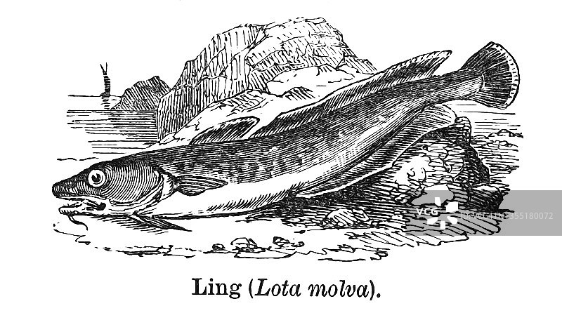 古版画：江鳕图片素材