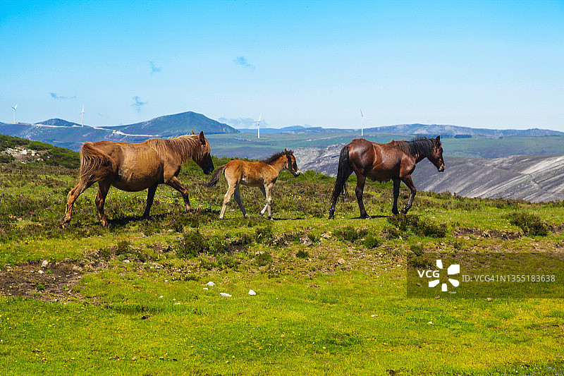山里的野马图片素材
