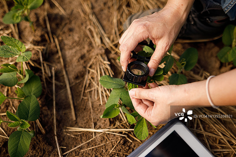 农民用放大镜分析土壤叶片图片素材