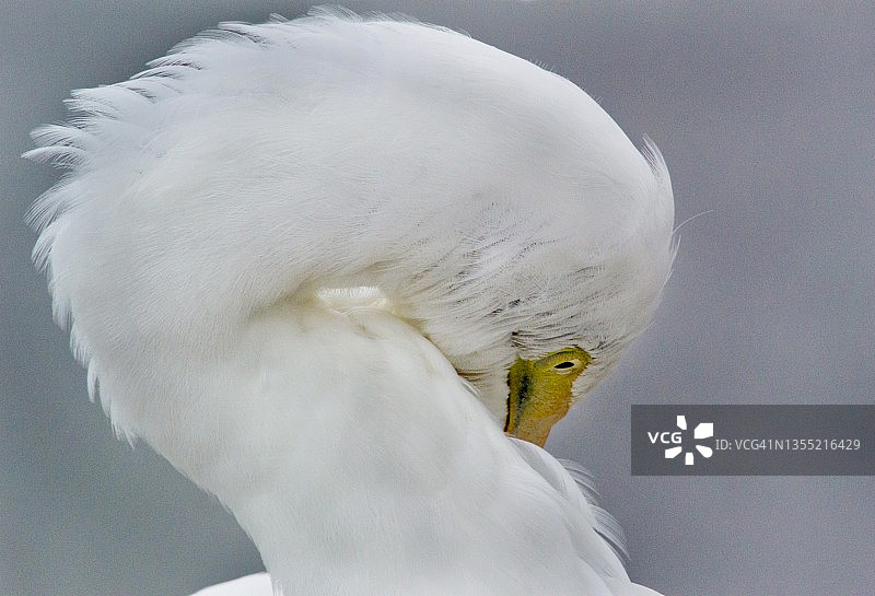 大白鹭梳理羽毛颈部的特写镜头图片素材