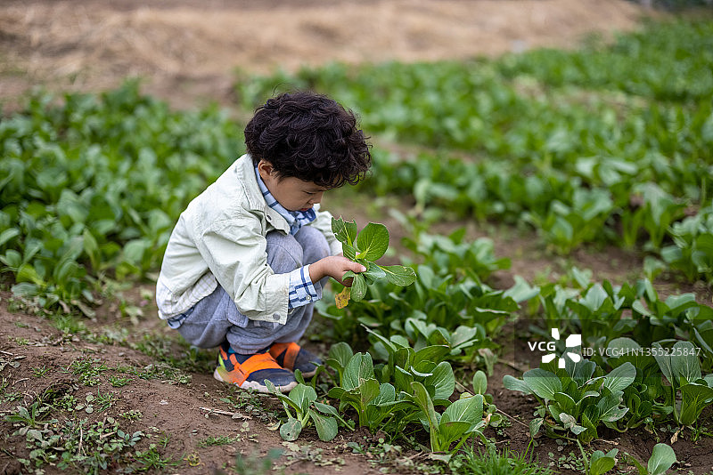 男孩在农田中采摘图片素材