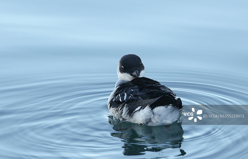罕见的 dovekie 在韦茅斯港潜入海水觅食后梳理羽毛图片素材