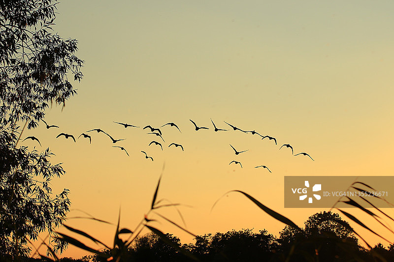 鸟群剪影图片素材