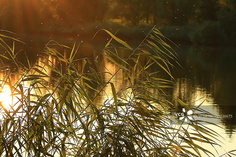 金色时段日落时分多瑙河的景观和植被图片素材