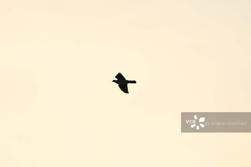 日落时分飞翔的小鸟剪影图片素材