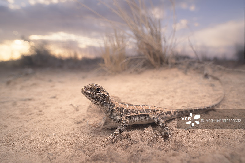 黄昏沙丘上的彩绘龙图片素材