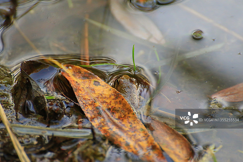 金色日落时分的沼泽植被，小青蛙从水中探出头图片素材