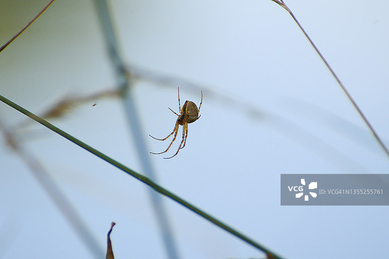 蓝色背景草地上的蜘蛛剪影图片素材
