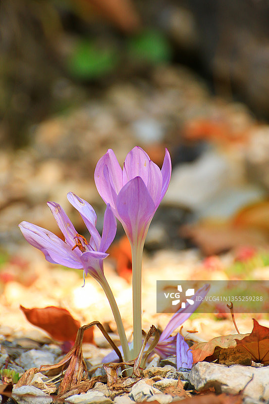 秋季公园里的番红花图片素材