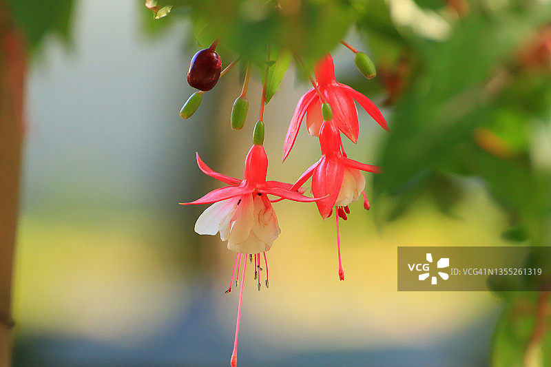 温室中的倒挂金钟（杂交品种），德国雷根斯堡图片素材