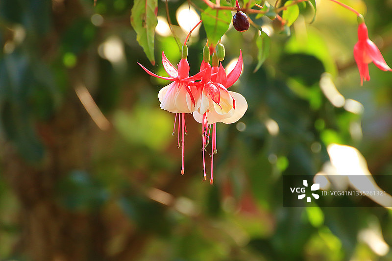 温室中的倒挂金钟（杂交品种），德国雷根斯堡图片素材