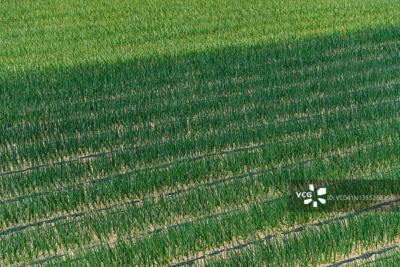 葱田图片素材