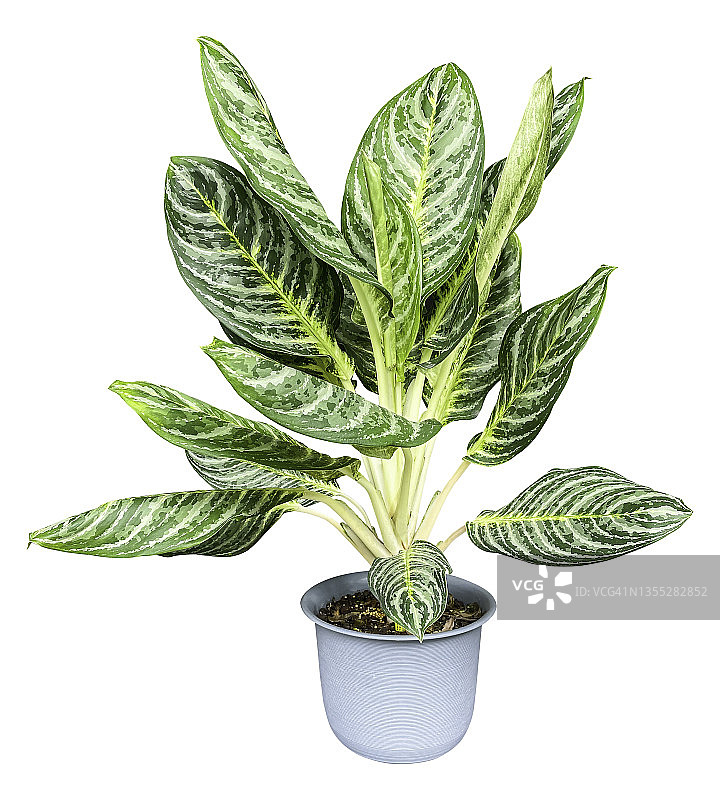 白色背景上的如意万年青（含裁剪路径）图片素材