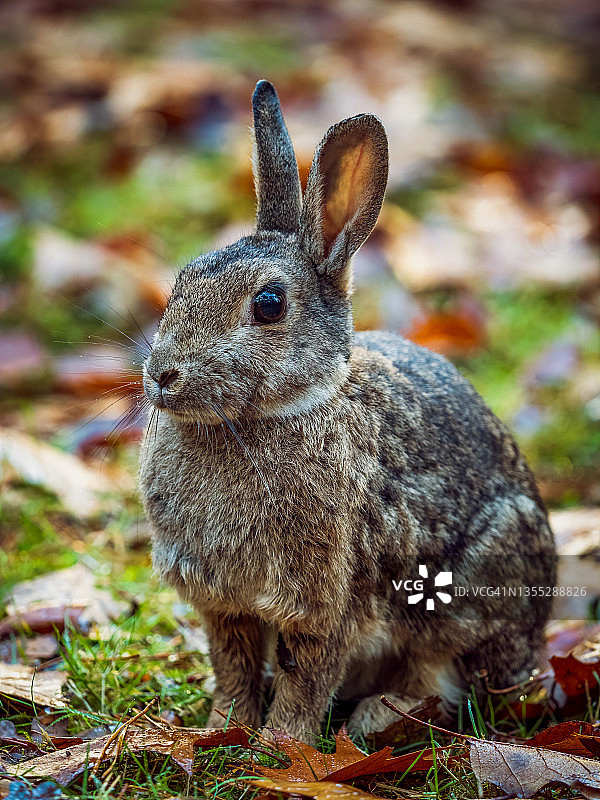 棕色兔子特写照片图片素材