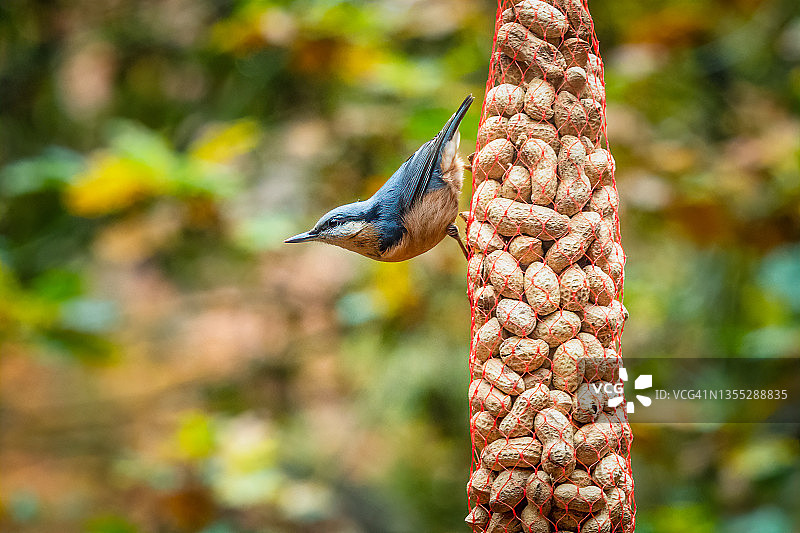 一只欧亚红雀或林鹣正在探索荷兰森林中的花生网图片素材
