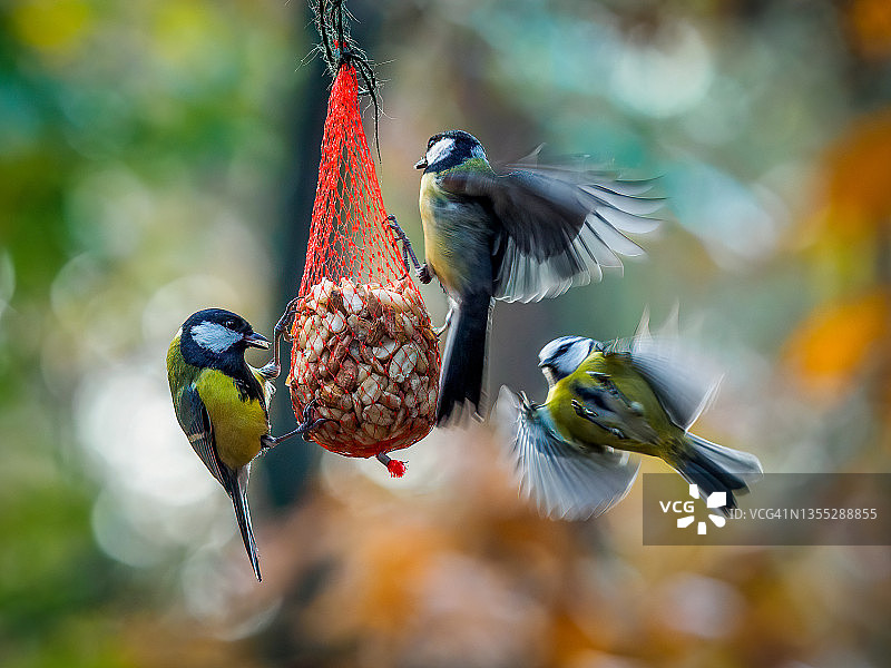 三只鸣禽争食的动态照片图片素材