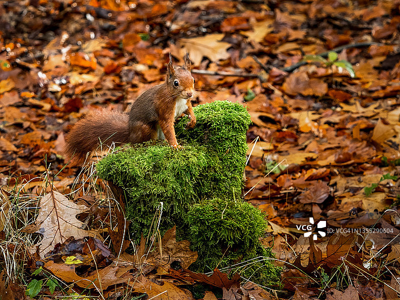 栗色的松鼠在长满青苔的树干上观察四周图片素材