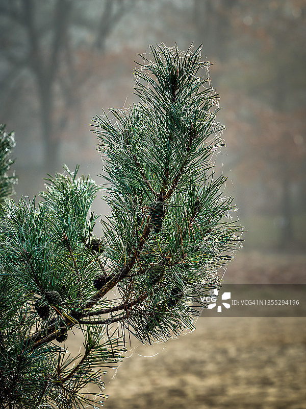 逆光露珠突显松树丛中的蛛网图片素材
