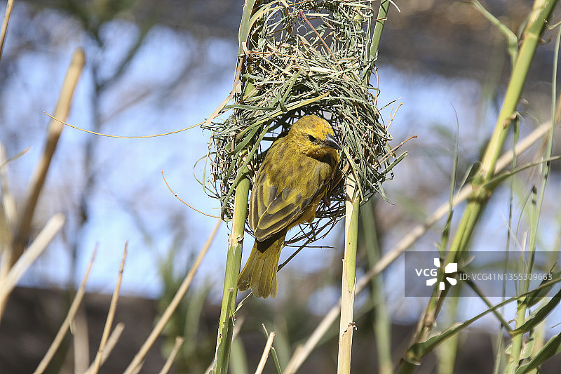 鸟类 - 塔韦塔金织布鸟图片素材