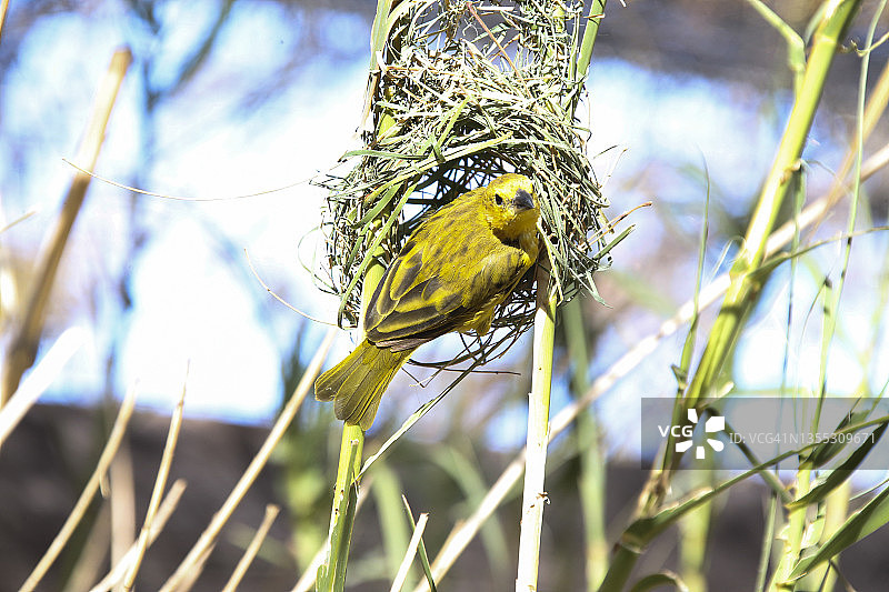 鸟类 - 塔韦塔金织布鸟图片素材